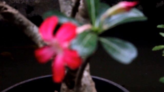 Nikon D5100 Video Quality смотреть онлайн