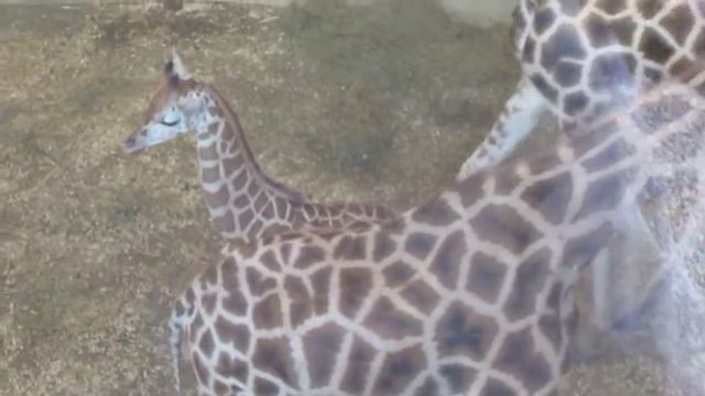 Prague Zoo Зоопарк Праги Жирафы смотреть онлайн