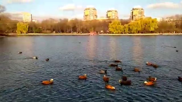 Кормим уток в парке смотреть онлайн