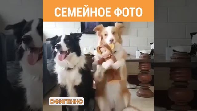 Семейства собак