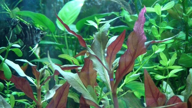 Альтернантера Рейнека. Розовая красавица или подводный костёр! смотреть онлайн