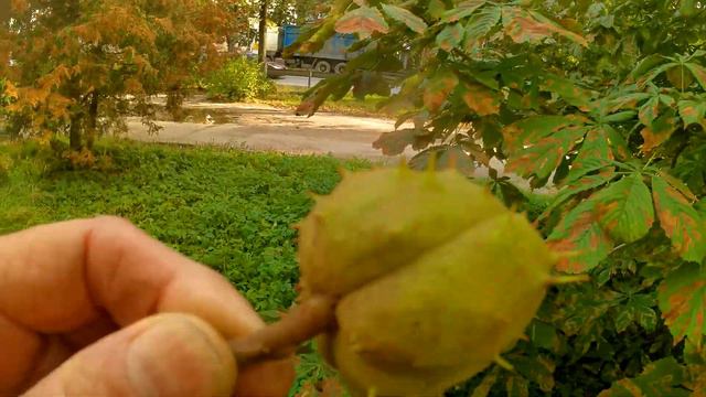 Каштан в городе смотреть онлайн