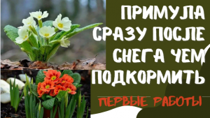 Примула Первоцвет сразу после снега весной Самые первые работы и срочная подкормка