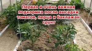 Первая подкормка после высадки томатов, перца, баклажан в теплице и открытом грунте.