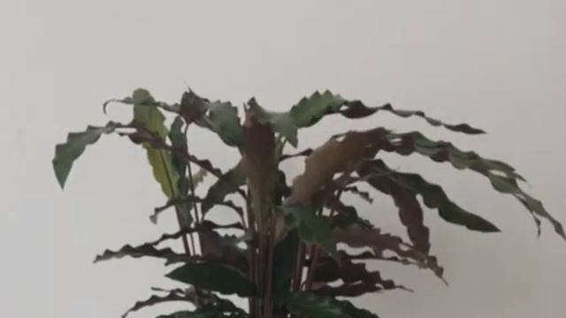 Calathea rufibarba 'Wavestar' time-lapse from sun rise to sun down. смотреть онлайн