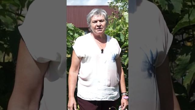 Виноград может погибнуть ✔️ Как избавится от клеща ✔️ Пятна на листьях винограда смотреть онлайн