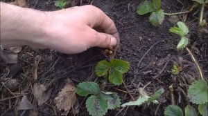 Обрезка клубники весной