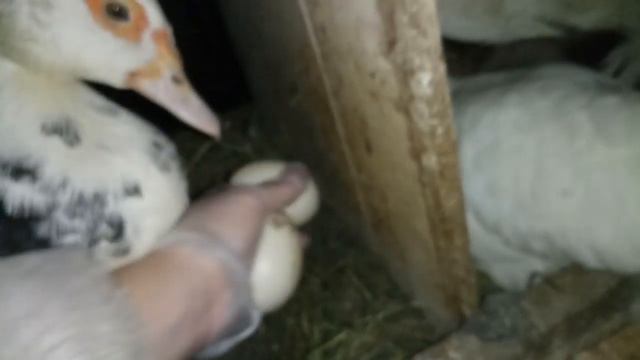 Доброе утро. Куры и утки уже по "матрешкам" смотреть онлайн