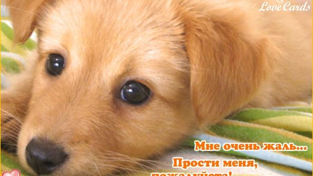 Мне очень жаль... Прости меня, пожалуйста! смотреть онлайн