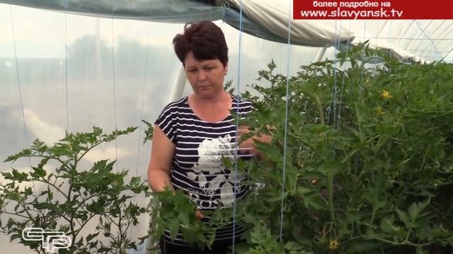 Анастасиевские овощеводы добиваются успехов