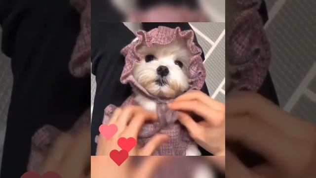 смешные животные????милые и забавные собачки??? смотреть онлайн