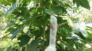 прививка черешни летом и обзор сравнение с аналогичными