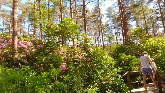 Rhododendron Park in HELSINKI - Alppiruusupuisto смотреть онлайн