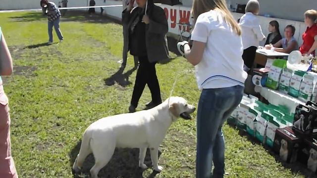 моно лабрадор Юта