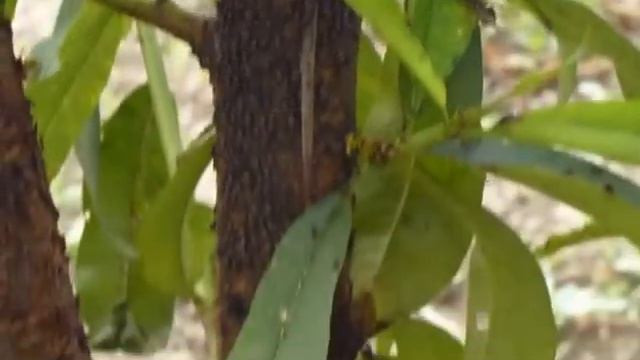 болезнь персика смотреть онлайн