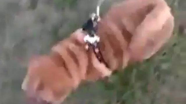 Дрессировка шарпея ! Марси 3 месяца ,отец Жемчуг с Ейского лимана . смотреть онлайн