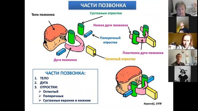 2 Кости туловища и черепа. смотреть онлайн