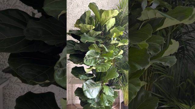 Бомбический лировидный фикус Н185 см, 3 ствола! Заказать Лирату с доставкой Inst @janaplants