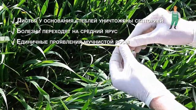 Полевой вестник BASF – выпуск 4 от 08.05.2019: РЕКС®ПЛЮС на озимой пшенице. АЦ BASF Краснодар. смотреть онлайн
