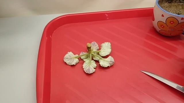 Фиалка потеряла корни: омоложение, укоренение, фитиль