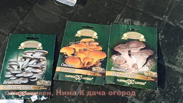 ГРИБЫ НА ДАЧЕ СОБИРАЛИ ВЕДРАМИ:) ТЕПЕРЬ КУПИЛИ МИЦЕЛИЙ ГРИБОВ ГРИБНОЕ ЛУКОШКО В ЛЕНТЕ, ЗАРАЗИЛИ ПНИ смотреть онлайн