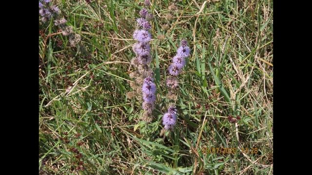 Mentha Pulegium Syn  Mentha Aromatica  Pulegium Micranthum  Greece  By Theo Fotiadis