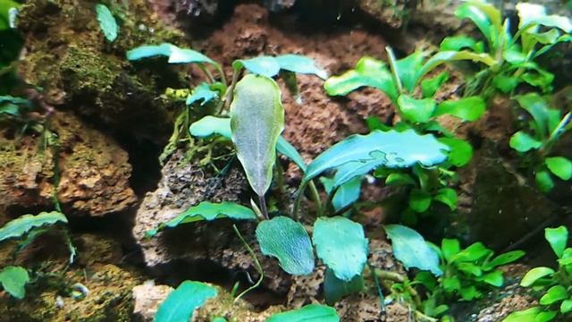 Начало мой опыт буцефаландры в аквариуме Буцефоландра Brownie Secadau