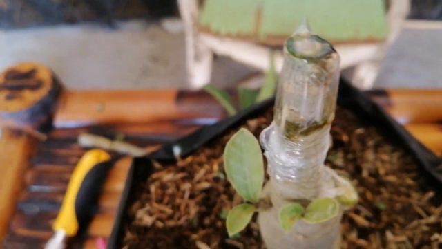 Adenium(desert rose)Grafting|How to graft Adenium|Paano mag graft ng Kalachuchi|Grafting Techniques смотреть онлайн