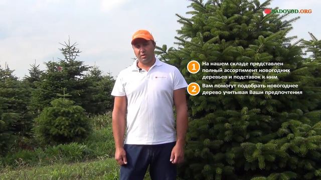 Где можно посмотреть наши елки вживую