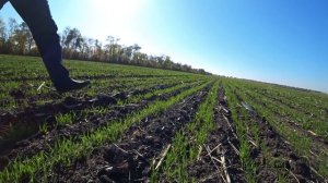 Разница всходов пшеницы между анкерными и дисковыми сошниками. Не дорогая модернизация сеялки NIKA/