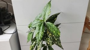 Кротоны и другие пятнистые растения из моей коллекции.