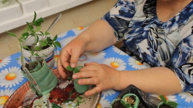 Рассада вытягивается. Что делать?! смотреть онлайн