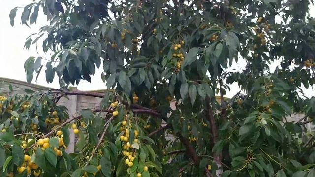 Черешня Журба 12.07.2022 смотреть онлайн