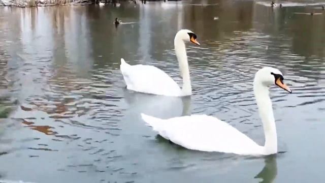 ФУТАЖ ЛЕБЕДИ, ЛЕБЕДИ НА ПРУДУ. смотреть онлайн