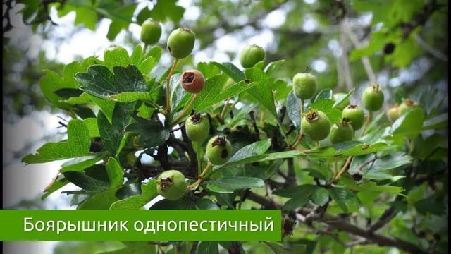 Боярышник однопестичный / Захар Травник смотреть онлайн