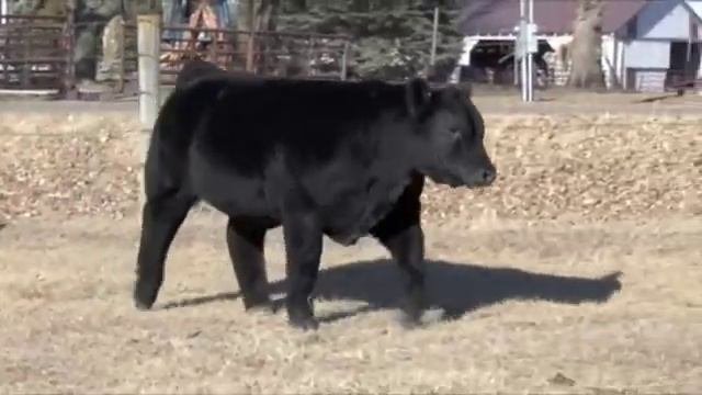 Плюшевые коровы из Айовы смотреть онлайн