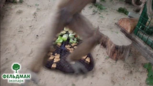 Гиббон белорукий (лар) - Hylobates lar - Гібон білорукий- White-handed gibbon смотреть онлайн