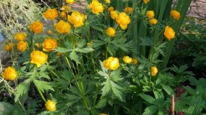 Эти весенние первоцветы преобразят ваш сад. Часть 2.