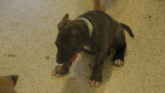 What Is an Animal Shelter смотреть онлайн
