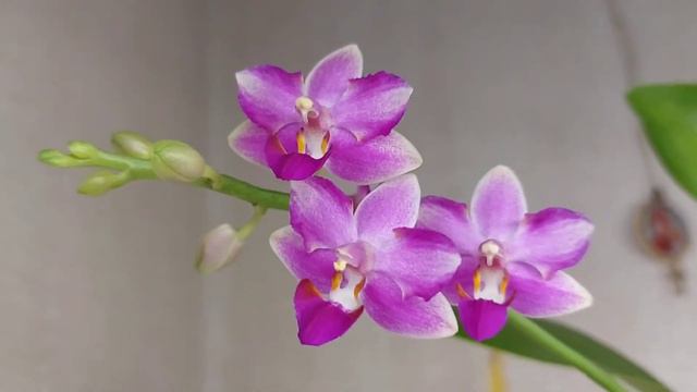 🌸Ничего нового...просто цветение...🌸 смотреть онлайн