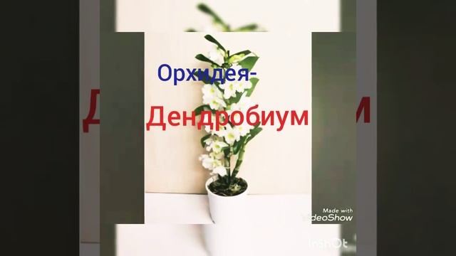5 видов орхидей смотреть онлайн