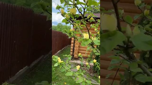 Магнолия цветёт. Yellow Bird. смотреть онлайн