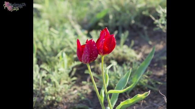 Степные ТЮЛЬПАНЫ. Степи Казахстана/Steppe TULIPS. steppes of Kazakhstan смотреть онлайн