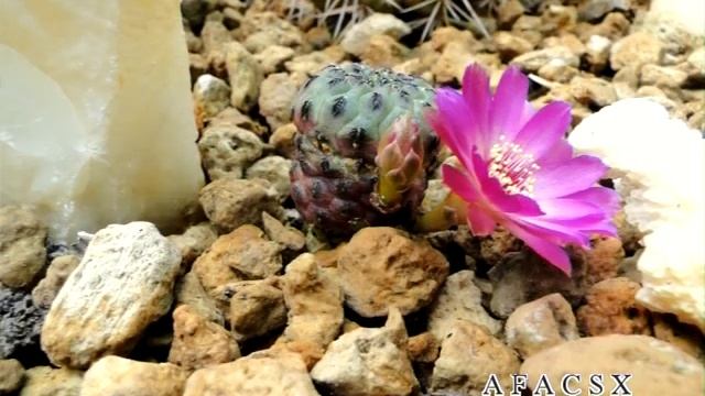 Sulcorebutia rauschii Vidéo 514 - 2016 AFACSX смотреть онлайн