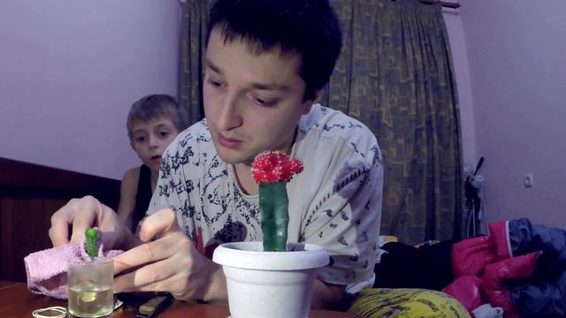 Як посадити кактус та як їх прививати смотреть онлайн
