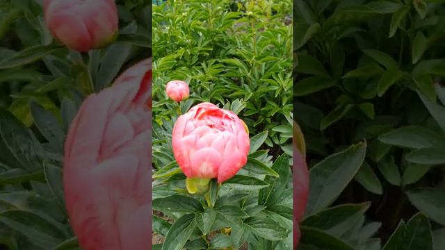 Пион Корал Сансет (Paeonia Coral Sunset) смотреть онлайн