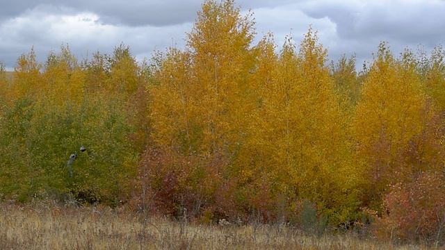 Буртинская Степь заповедник
