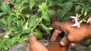 ФУКСИЯ. Уход за фуксией от "А" до "Я"!