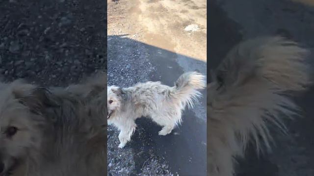 Влог : Мия на прогулке 🐶/EcoMia смотреть онлайн
