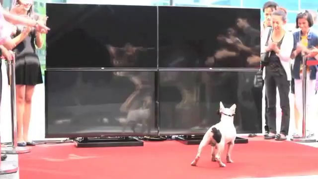 3D-эксперимент с собаками смотреть онлайн